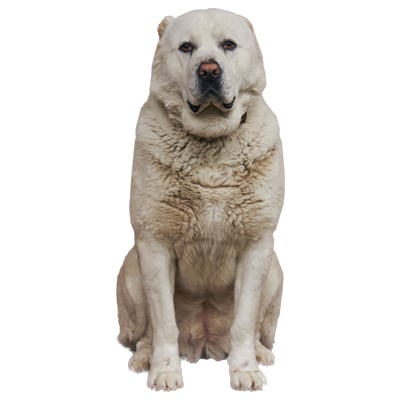 Central Asian Shepherd Dog (Alabai).