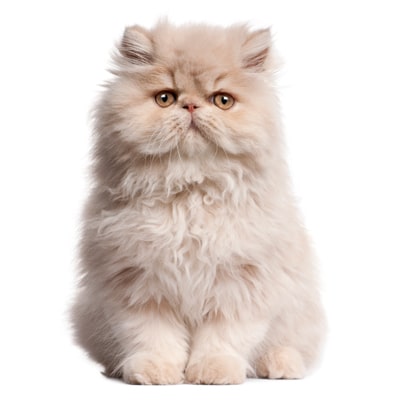 Mèo Ba Tư (Persian Cat)