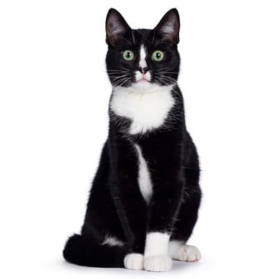 Mèo Tuxedo