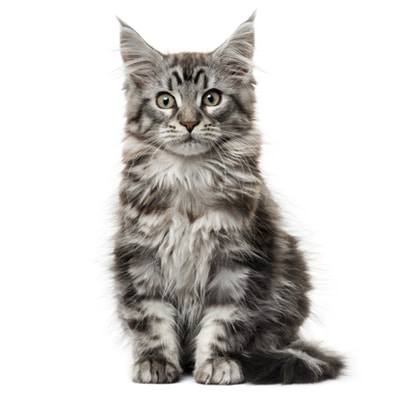 Mèo Anh lông ngắn (British Shorthair)