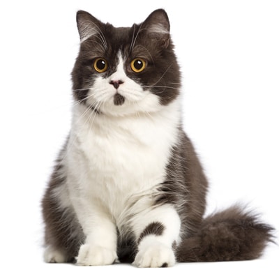 Mèo Anh lông ngắn (British Shorthair)